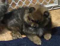Akc champion pedigree dolly, a female Pomeranian for sale in Fort Wayne, IN – 4 of 4