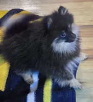 Akc champion pedigree molly , a female Pomeranian for sale in Kendallville, IN – 2 of 3