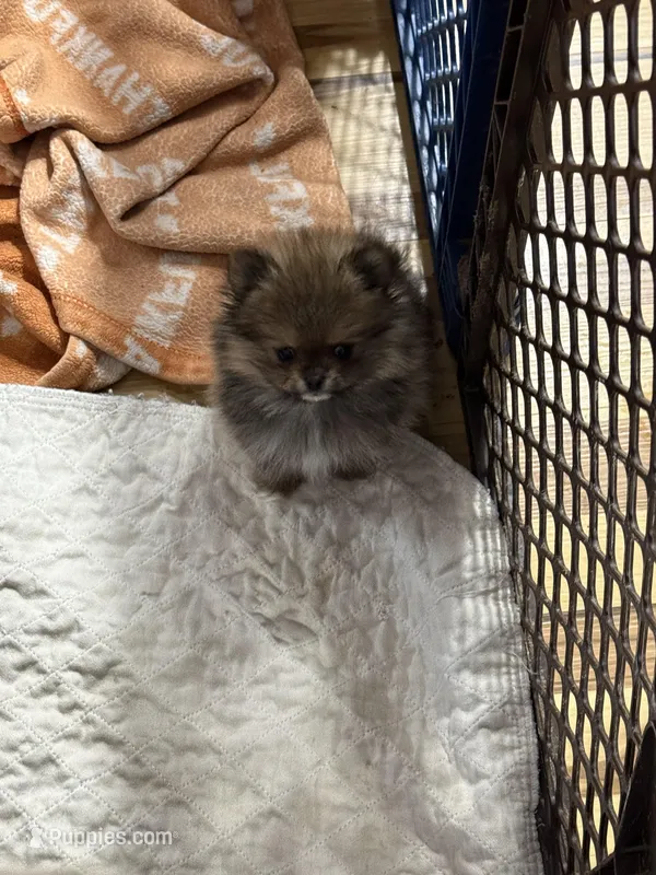 Bailey , a female Pomeranian for sale in Fort Wayne, IN – Photo 1 of 2