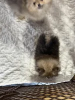 Bailey , a female Pomeranian for sale in Fort Wayne, IN – Photo 2 of 2