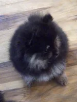 Akc grand champion pedigree blacky , a male Pomeranian for sale in Kendallville, IN – 3 of 4