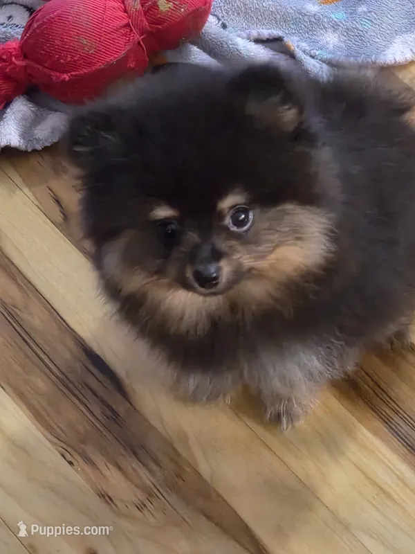 Akc champion pedigree bow – Pomeranian puppy for sale in Kendallville, IN