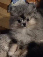 Akc champion pedigree dolly, a female Pomeranian for sale in Kendallville, IN – 6 of 6