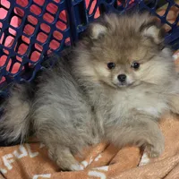 Ckc dolly, a female Pomeranian for sale in Fort Wayne, IN – Photo 4 of 6