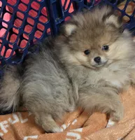 Ckc dolly, a female Pomeranian for sale in Fort Wayne, IN – Photo 5 of 6