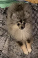 Akc champion pedigree tiny dolly, a female Pomeranian for sale in Kendallville, IN – 4 of 4
