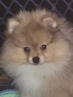Ckc tiny teddy bear face bear, a male Pomeranian for sale in Fort Wayne, IN – 2 of 5