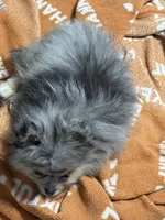 Akc Jax , a male Pomeranian for sale in Fort Wayne, IN – 3 of 3