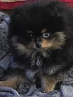 Akc champion pedigree bow , a male Pomeranian for sale in Kendallville, IN – 3 of 4