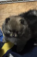 Akc champion pedigree holly, a female Pomeranian for sale in Fort Wayne, IN – 4 of 4