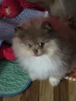 Ckc chocolate merle Marley , a male Pomeranian for sale in Fort Wayne, IN – 2 of 9