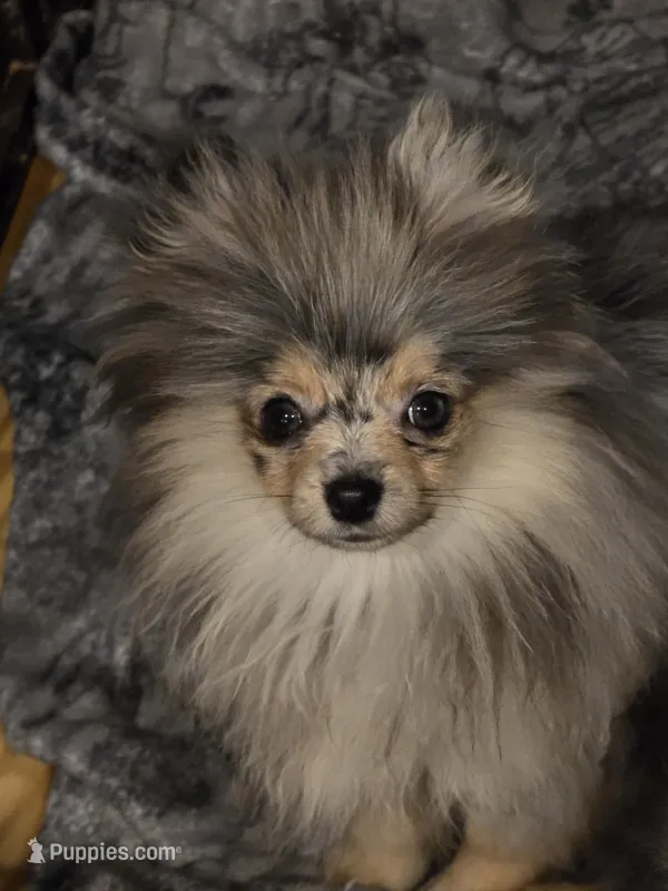 Akc champion pedigree jax – Pomeranian puppy for sale in Kendallville, IN