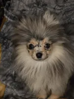 Akc champion pedigree jax, a male Pomeranian for sale in Kendallville, IN – 1 of 5