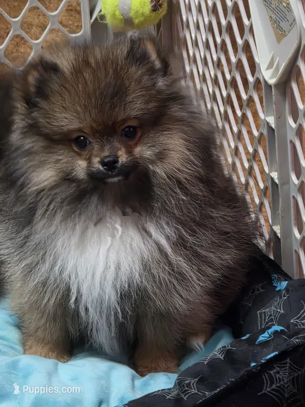 Akc champion pedigree buffy  – Pomeranian puppy for sale in Kendallville, IN