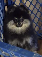 Akc champion pedigree teddy, a male Pomeranian for sale in Kendallville, IN – 3 of 3