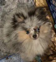 Aca  champion pedigree tiny blue merle blue eyed  harley, a male Pomeranian for sale in Kendallville, IN – 7 of 7