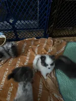 Kris , a female Pomeranian for sale in Fort Wayne, IN – 3 of 3
