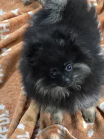 Akc grand champion pedigree bear, a male Pomeranian for sale in Kendallville, IN – 3 of 4