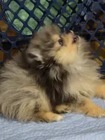 Akc champion pedigree jax, a male Pomeranian for sale in Kendallville, IN – 3 of 6