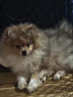 Ckc champion pedigree toby, a male Pomeranian for sale in Fort Wayne, IN – 6 of 6