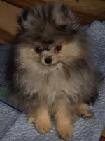 Akc grand pedigree jenny, a female Pomeranian for sale in Kendallville, IN – 3 of 5