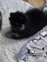 Akc champion pedigree bear, a male Pomeranian for sale in Kendallville, IN – 4 of 5
