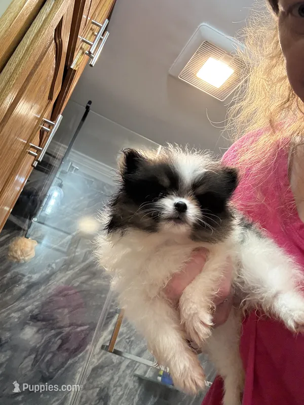 Pebbles – Pomeranian puppy for sale in Fort Wayne, IN