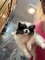 Pebbles, a female Pomeranian for sale in Fort Wayne, IN – 1 of 3