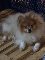 Ckc champion pedigree max , a male Pomeranian for sale in Fort Wayne, IN – 5 of 5