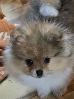 Ckc tiny teddy bear face bow, a male Pomeranian for sale in Fort Wayne, IN – Photo 4 of 4