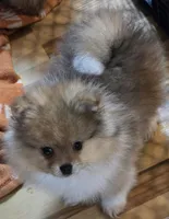 Ckc tiny teddy bear face bow, a male Pomeranian for sale in Fort Wayne, IN – Photo 3 of 4