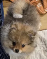 Ckc tiny teddy bear face bow, a male Pomeranian for sale in Fort Wayne, IN – Photo 2 of 4