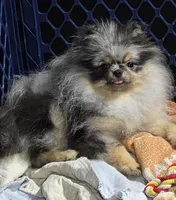 Akc grand champion pedigree molly , a female Pomeranian for sale in Fort Wayne, IN – 9 of 10