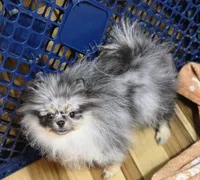 Akc grand champion molly , a female Pomeranian for sale in Fort Wayne, IN – 4 of 6