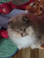 Ckc chocolate merle Marley , a male Pomeranian for sale in Fort Wayne, IN – 6 of 9