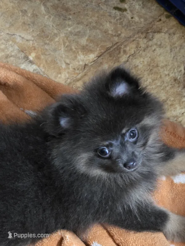 Aca champion pedigree Sammy – Pomeranian puppy for sale in Kendallville, IN