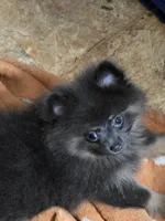 Aca champion pedigree Sammy, a female Pomeranian for sale in Kendallville, IN – 1 of 6