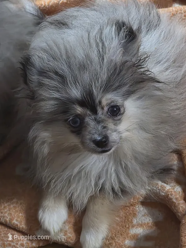 Akc champion pedigree tiny dolly – Pomeranian puppy for sale in Kendallville, IN