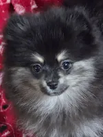 Akc champion pedigree macy, a female Pomeranian for sale in Kendallville, IN – 2 of 5