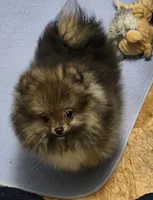 Akc champion pedigree teddy bear pom buffy, a female Pomeranian for sale in Kendallville, IN – 7 of 7