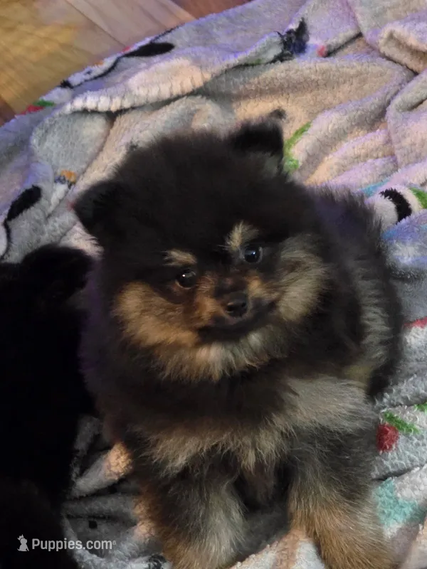 Teddy  – Pomeranian puppy for sale in Fort Wayne, IN
