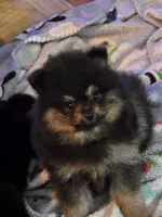 Teddy , a male Pomeranian for sale in Fort Wayne, IN – 1 of 3