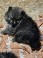 Akc grand champion pedigree Aspen, a female Pomeranian for sale in Kendallville, IN – 2 of 4