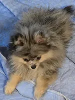 Akc champion pedigree jax, a male Pomeranian for sale in Kendallville, IN – 5 of 5