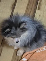 Akc champion pedigree tanner, a male Pomeranian for sale in Kendallville, IN – 5 of 6