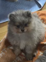 Wilma , a female Pomeranian for sale in Fort Wayne, IN – 3 of 4