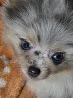 Aca beautiful blue eyed sky , a female Pomeranian for sale in Kendallville, IN – 2 of 4