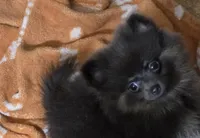 Aca champion pedigree duffy, a female Pomeranian for sale in Kendallville, IN – 3 of 5