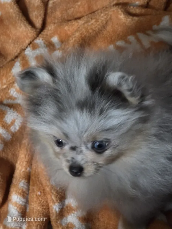 Aca tiny blue eyed merle girl – Pomeranian puppy for sale in Kendallville, IN