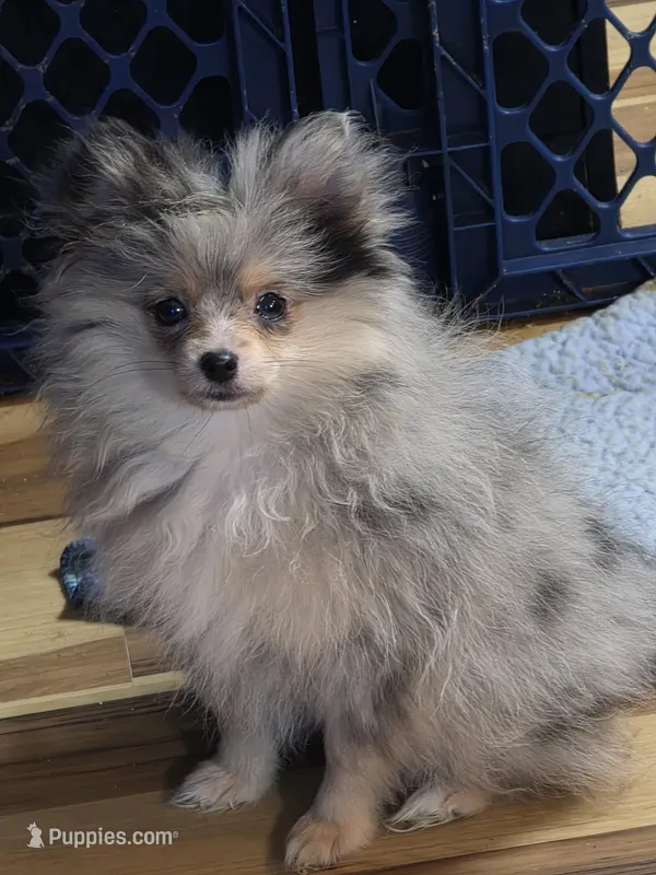 Akc champion pedigree batgirl – Pomeranian puppy for sale in Kendallville, IN